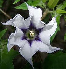 (image for) Datura Seeds 'La Fleur' (5 Seeds) - Click Image to Close